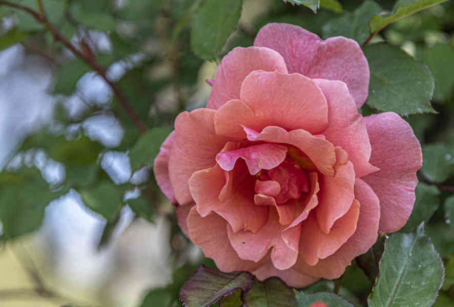Rosa roja - parque de Cervantes - Barcelona - Catalunya 4.jpg